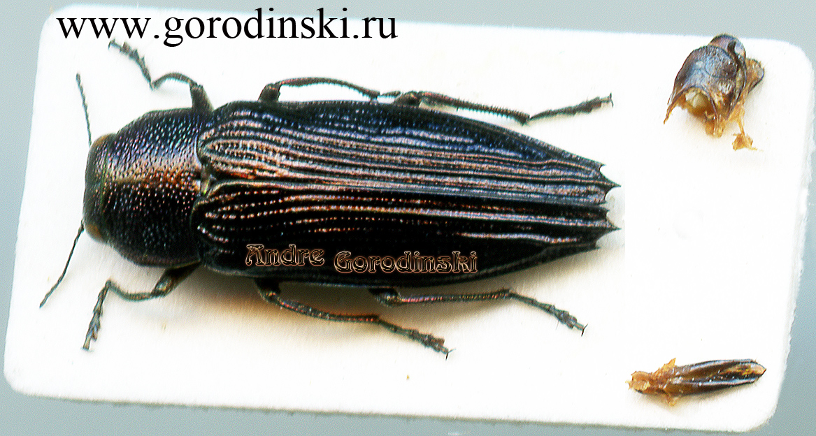 http://www.gorodinski.ru/buprestidae/Sphenoptera buqueti.jpg